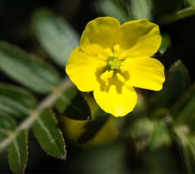 Epimedium & Tribulus Terrestris